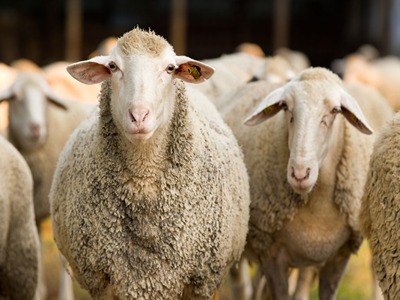 فروش گوسفند زنده اراک با کیفیت ارزان + خرید عمده